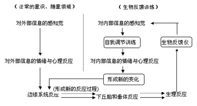 生物反馈训练原理与过程